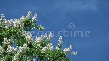 在蓝蓝的天空上树枝上的栗子花